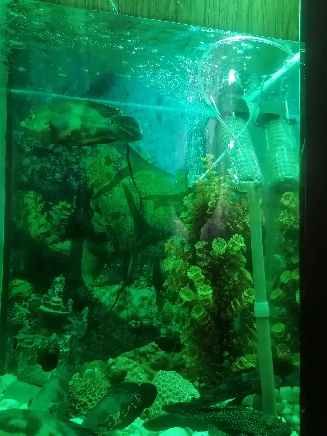 اکواریوم|ماهی|فردوسیه, |دیوار