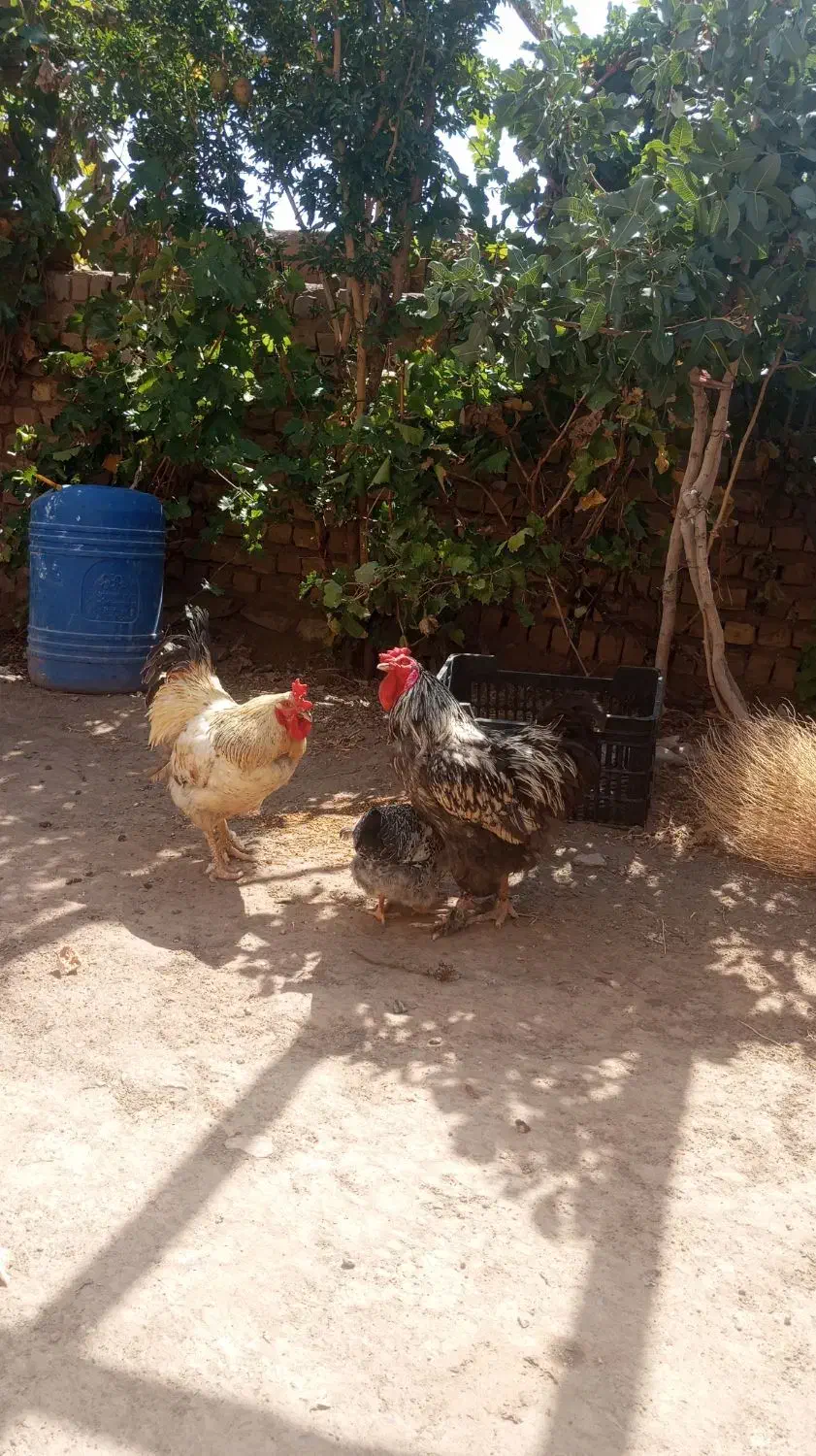 خروس برهما|حیوانات مزرعه|پاکدشت, پاکدشت (مامازند)|دیوار