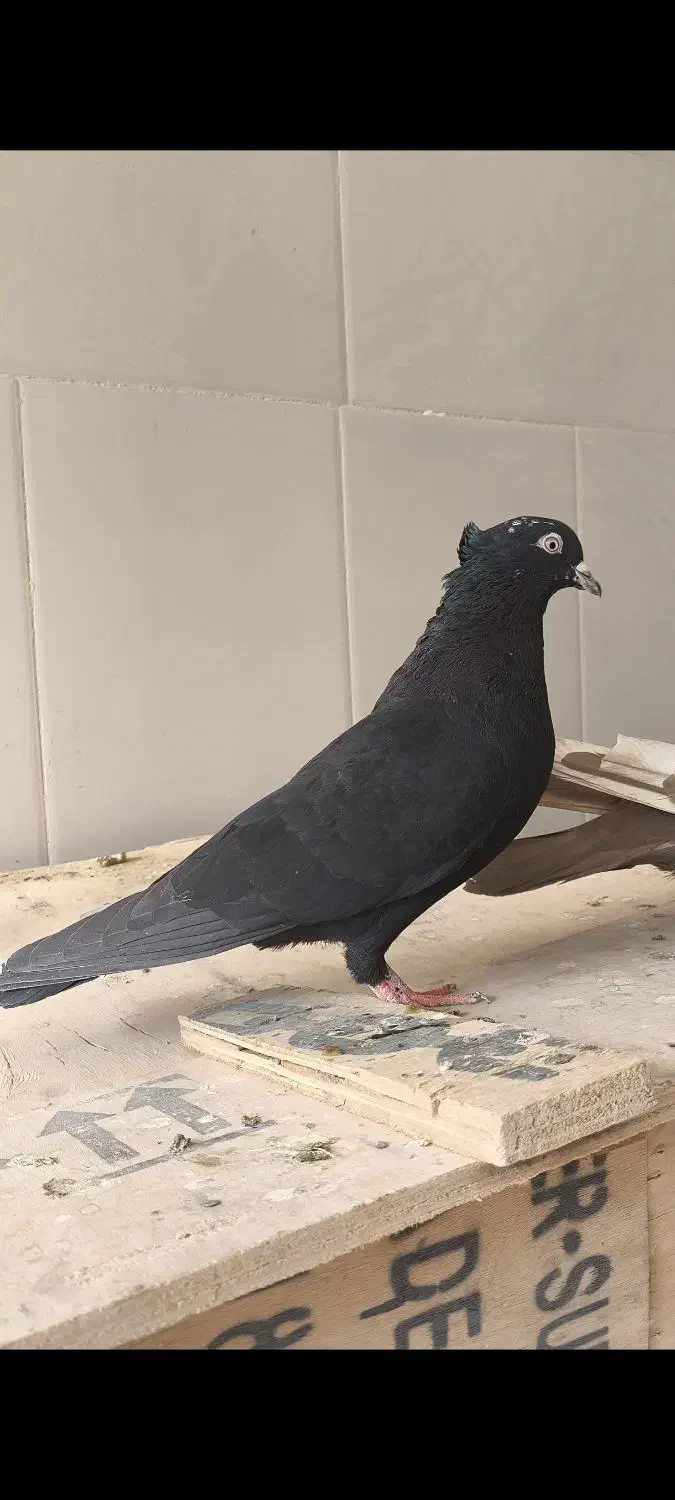 کبوتر|پرنده|مرودشت, شهرک مهدیه|دیوار