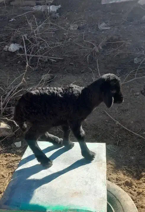 بره شیری|حیوانات مزرعه|قزوین, |دیوار