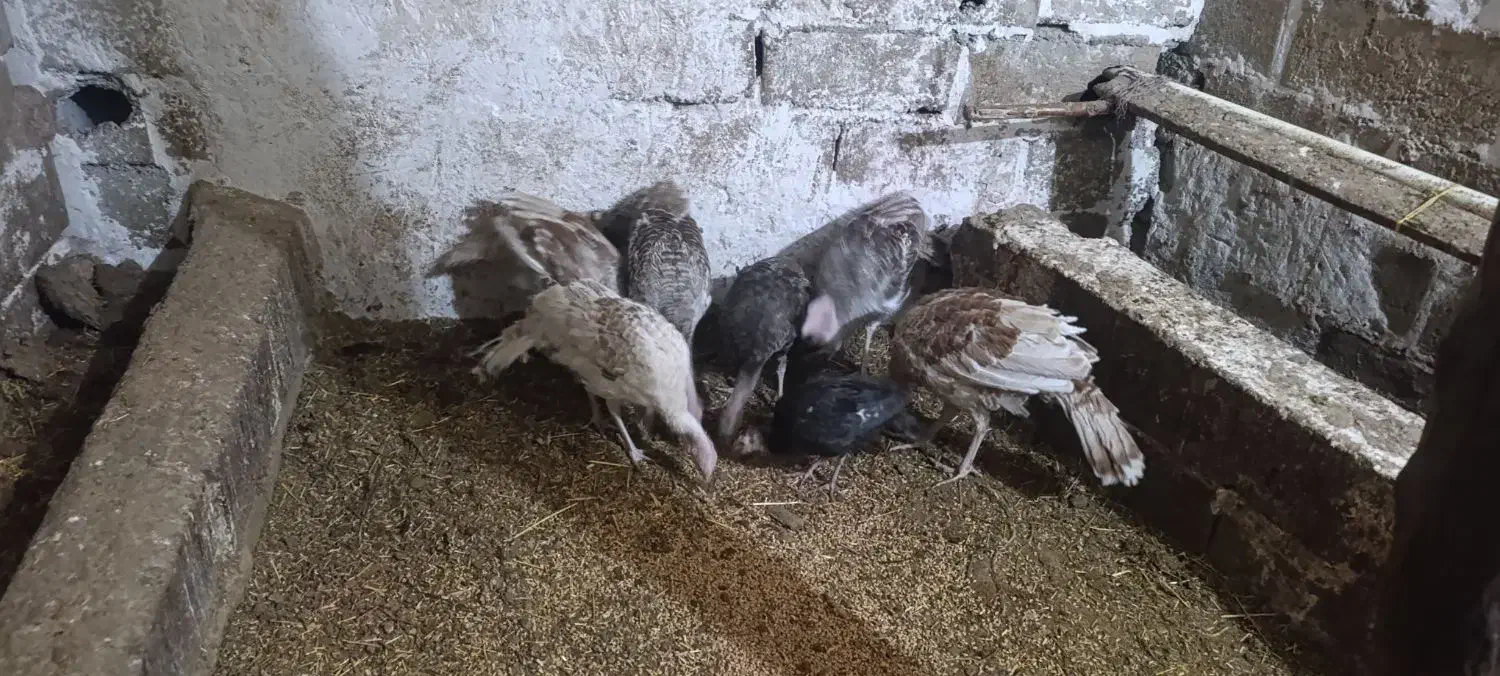 نیمچه بوقلمون برای نگهداری|حیوانات مزرعه|اردبیل, |دیوار