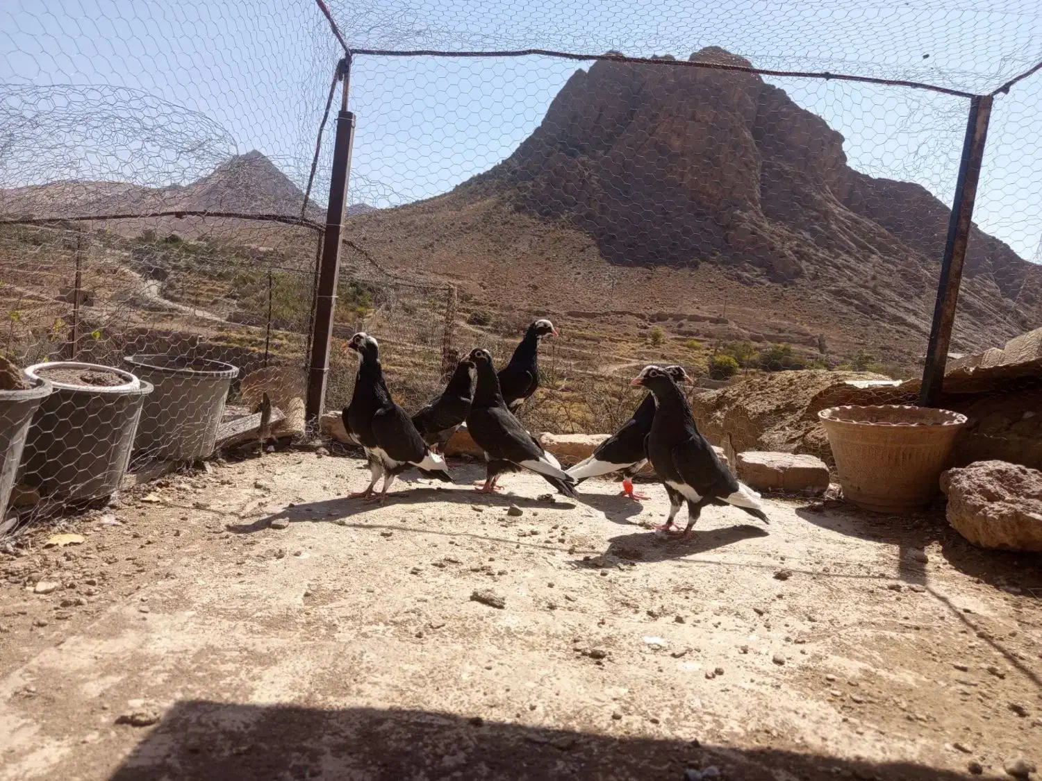 سلام خدمت دوستان ۶ عدد پلنگ یک جفت بزرگ تخ جوجی|پرنده|رفسنجان, |دیوار