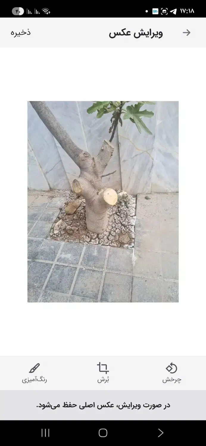 بن ۳۹|گل و گیاه طبیعی|تهران, افسریه شمالی|دیوار