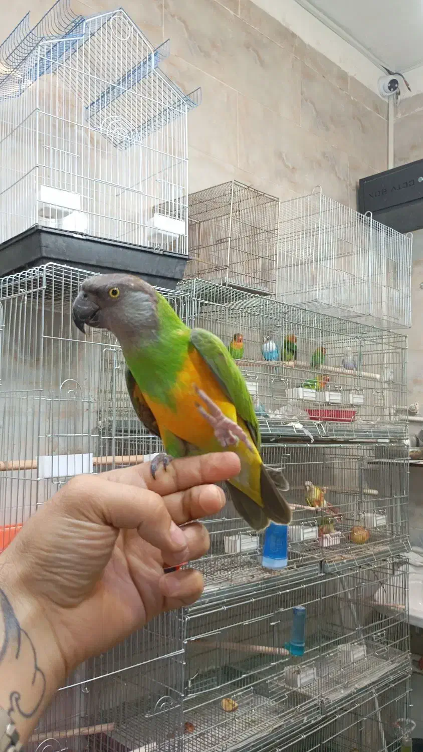 دنیای منقار کج ها ( دریاچه چیتگر )|پرنده|تهران, گلستان (شهرک راه آهن)|دیوار