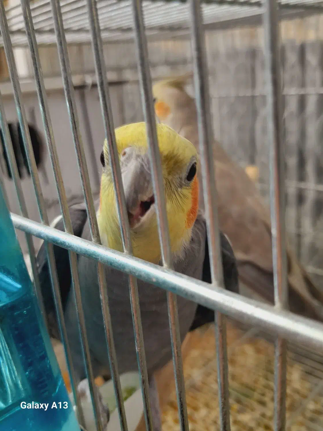 2 جفت عروس هلندی اهلی سخنگو|پرنده|ماکو, |دیوار