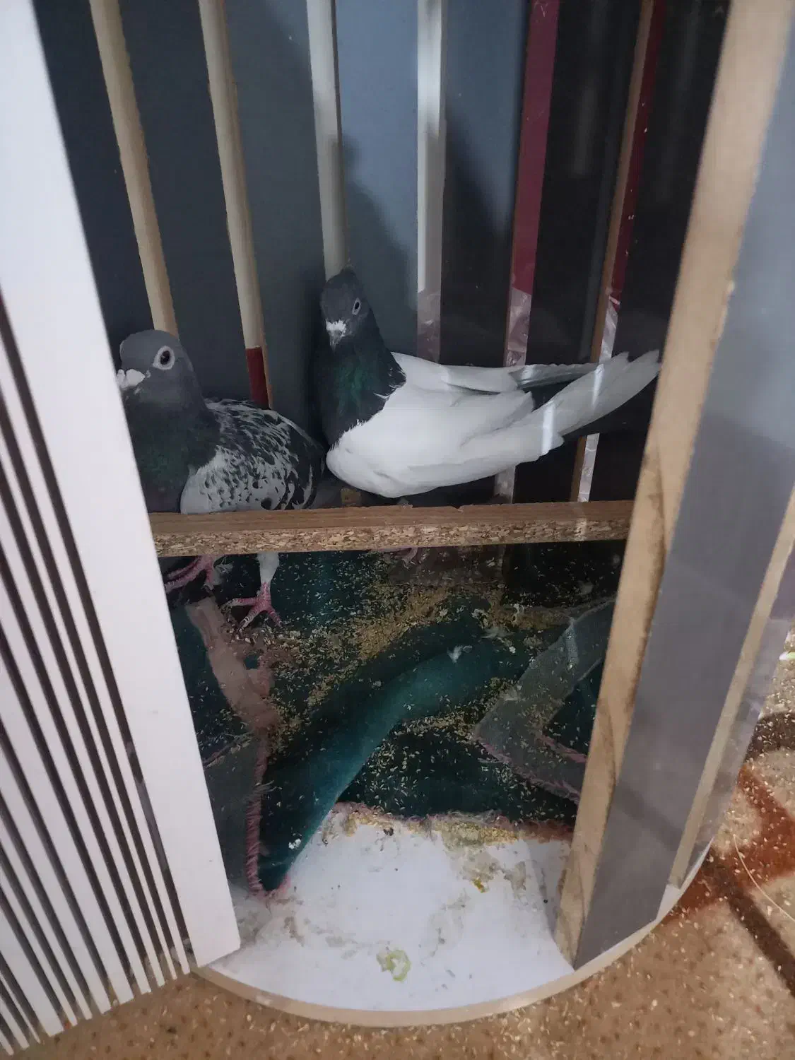 کفتر سینه|پرنده|جوین, |دیوار