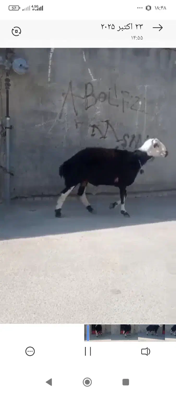 بره|حیوانات مزرعه|بروجرد, |دیوار