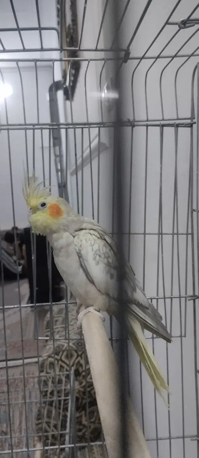 عروس هلندی با قفس و تجهیزات|پرنده|قدس, شهرقدس|دیوار