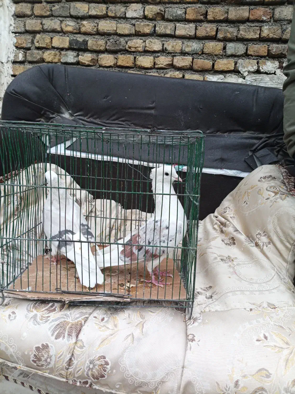 خوشونه|پرنده|خرمآباد, |دیوار