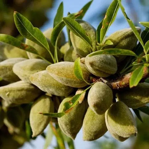 فروش نهال بادام آذر پربار ومقاوم به سرما|خدمات باغبانی و درختکاری|کرمانشاه, |دیوار