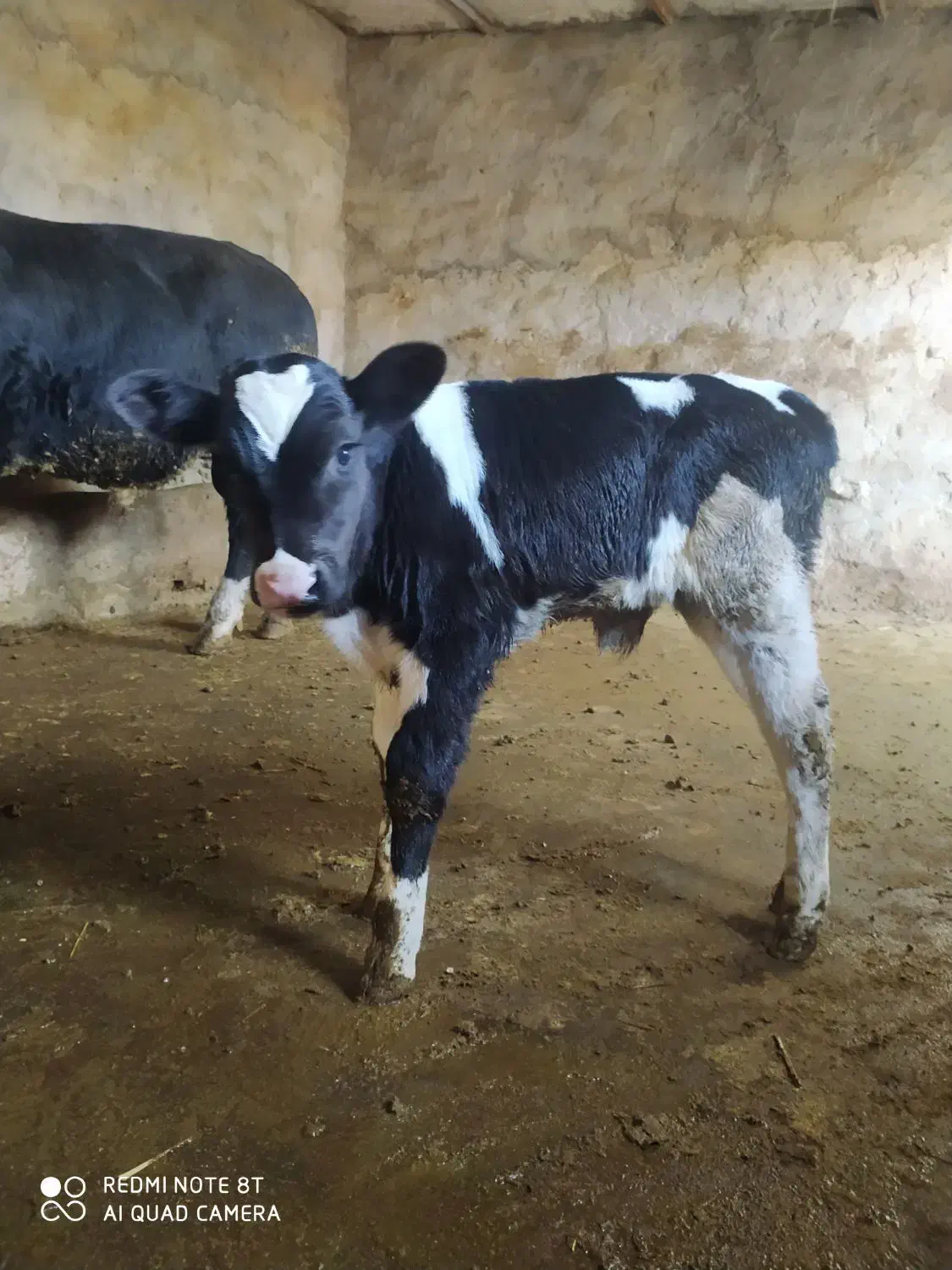 گوساله نر|حیوانات مزرعه|شیروان (خراسان), |دیوار