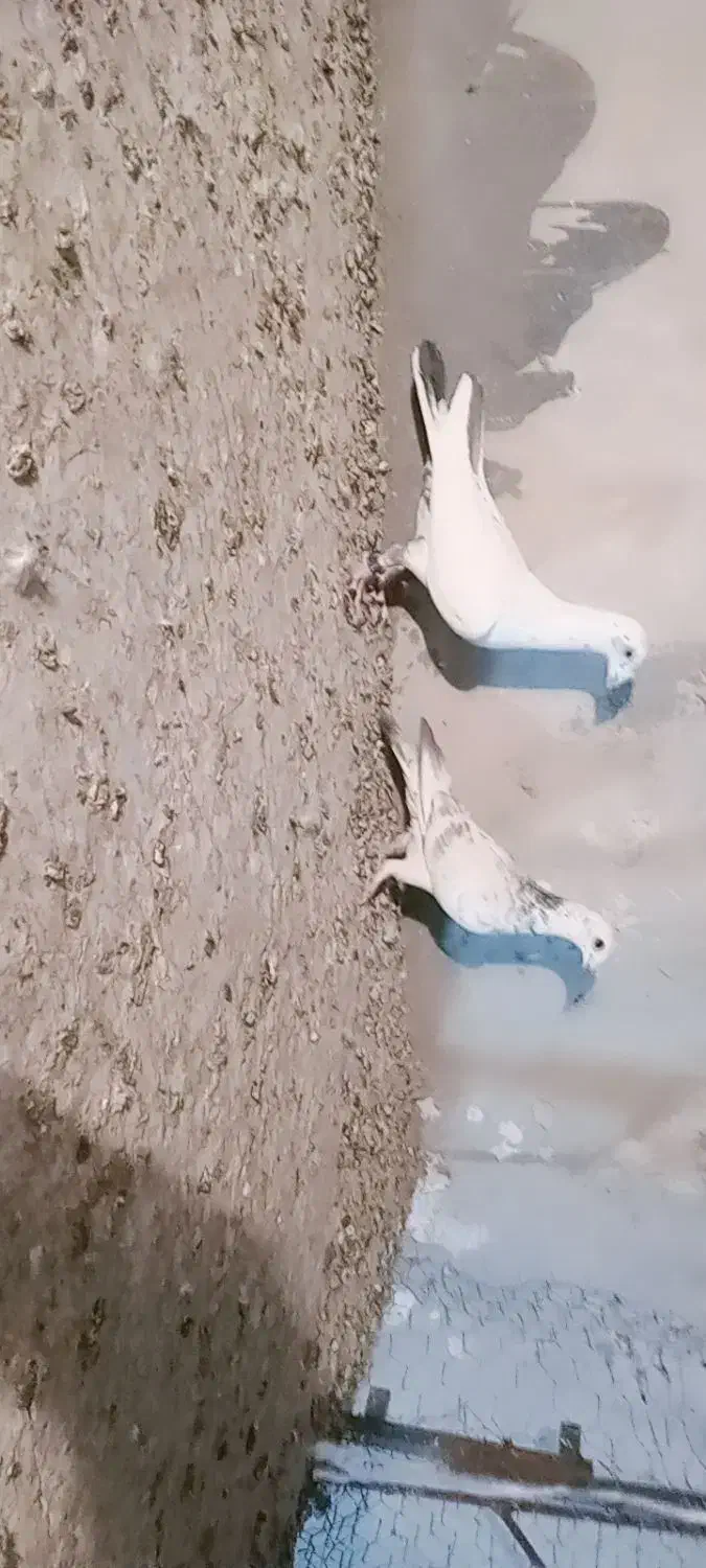 کفتر گلی پلاکی|پرنده|مرودشت, بیست متری بیمارستان|دیوار