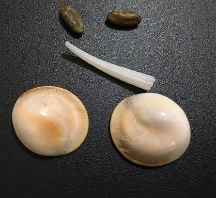 سنگ قیمتی|کلکسیون اشیاء عتیقه|ایلام, |دیوار