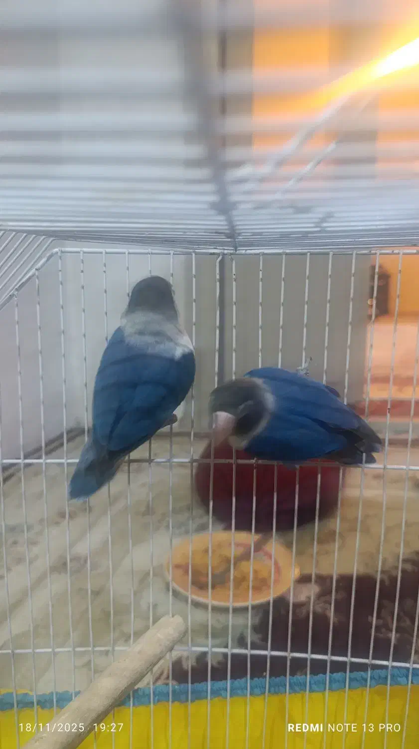 کوتوله برزیلی بازیگوش|پرنده|شاهرود, |دیوار