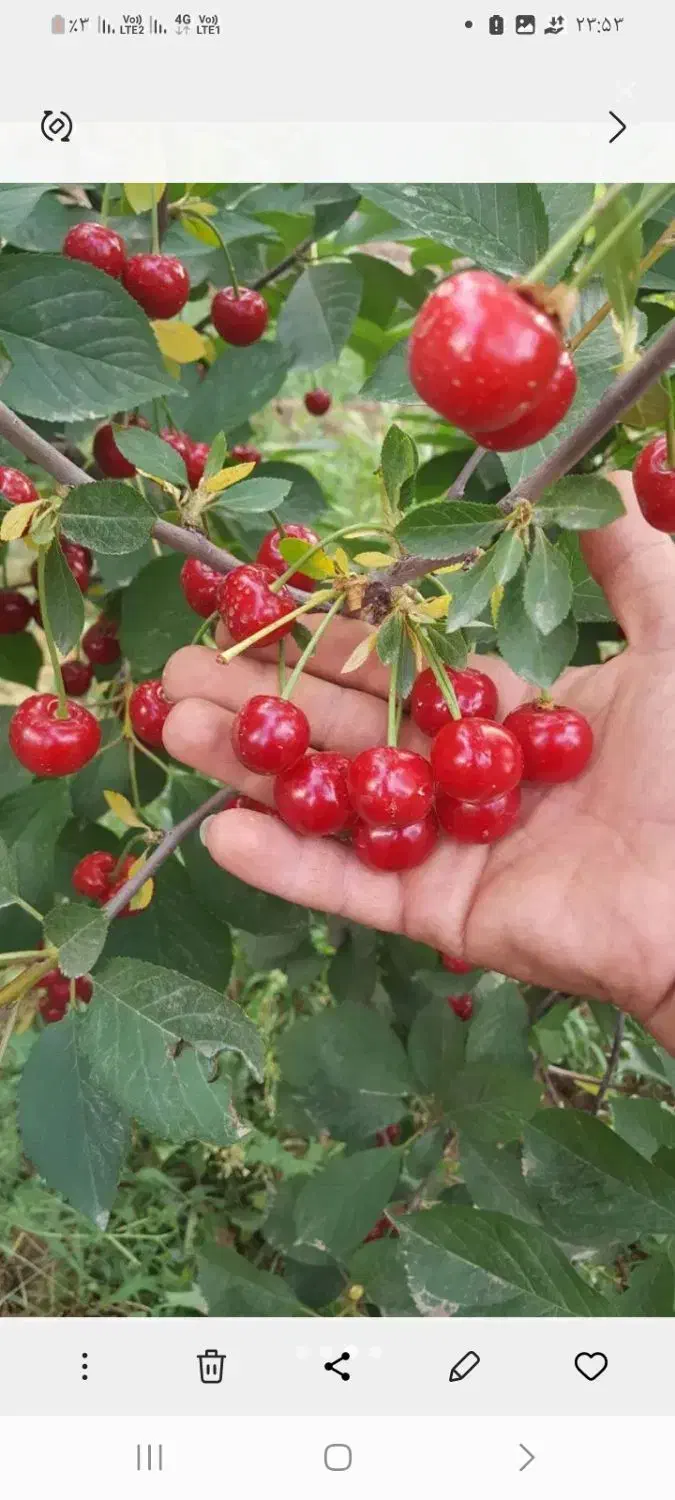 نهال آلبالو مربایی ، درخت آلبالو دوساله. نهالستان|گل و گیاه طبیعی|مشهد, خواجه ربیع|دیوار