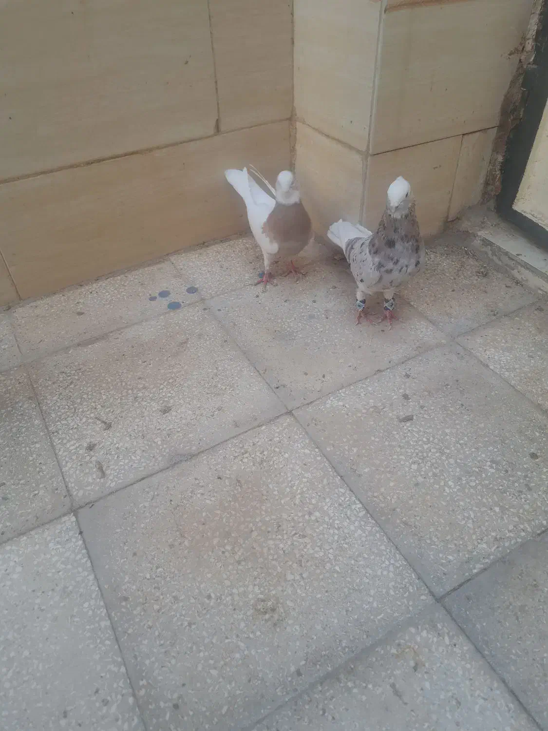 کبوتر فروشی|پرنده|سبزوار, جهاد کشاورزی|دیوار