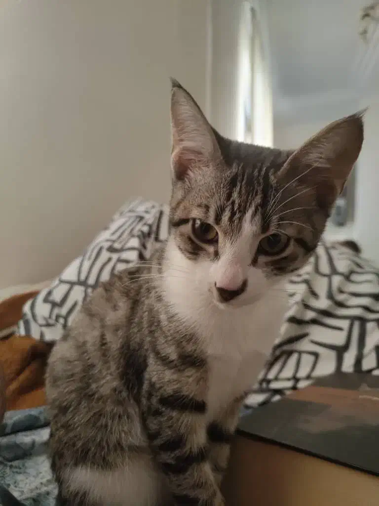 واگذاری تام زیبا|گربه|رشت, سعدی (تختی)|دیوار