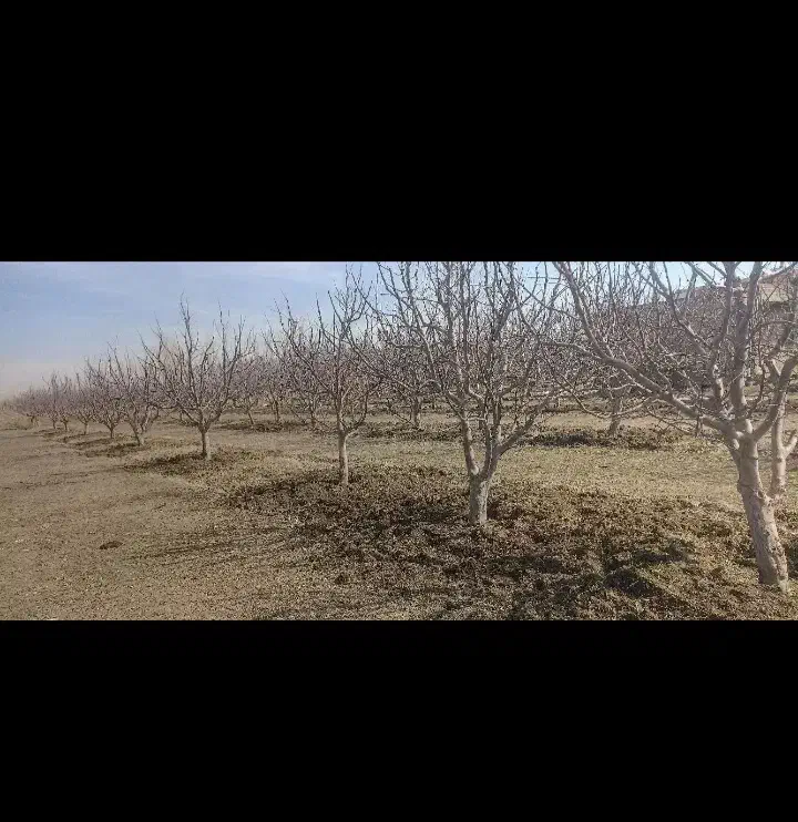 شخم زنی خاک ورزی کوددهی باغ گلخانه|خدمات باغبانی و درختکاری|مرند, |دیوار