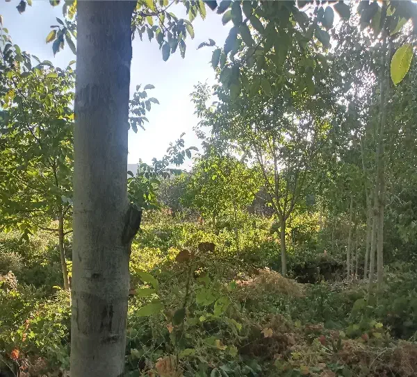 باغ انگور وگردو در زنگنه|فروش زمین و ملک کلنگی|زند, |دیوار