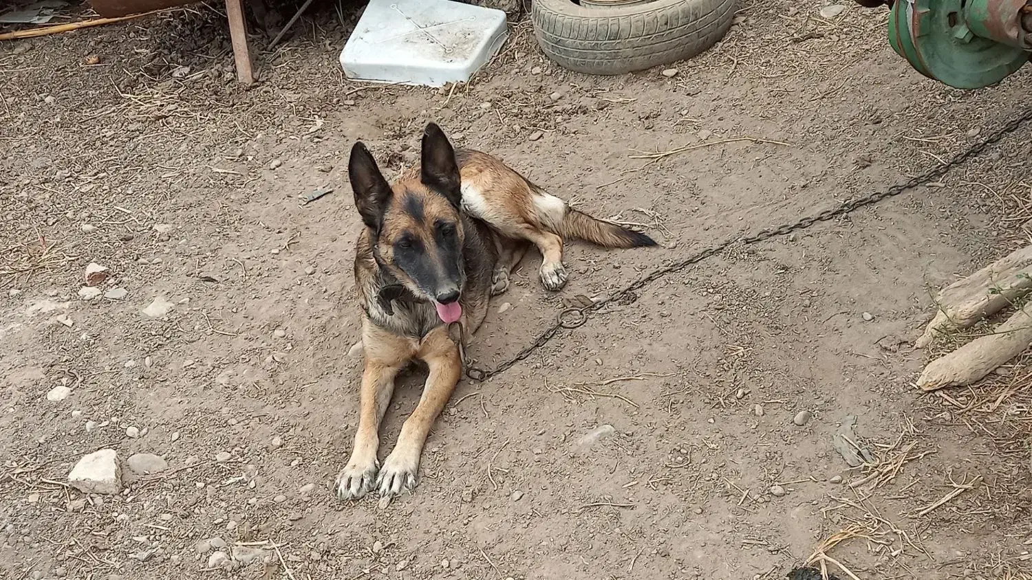 سگ مالینویز ماده|سگ|خان ببین, |دیوار