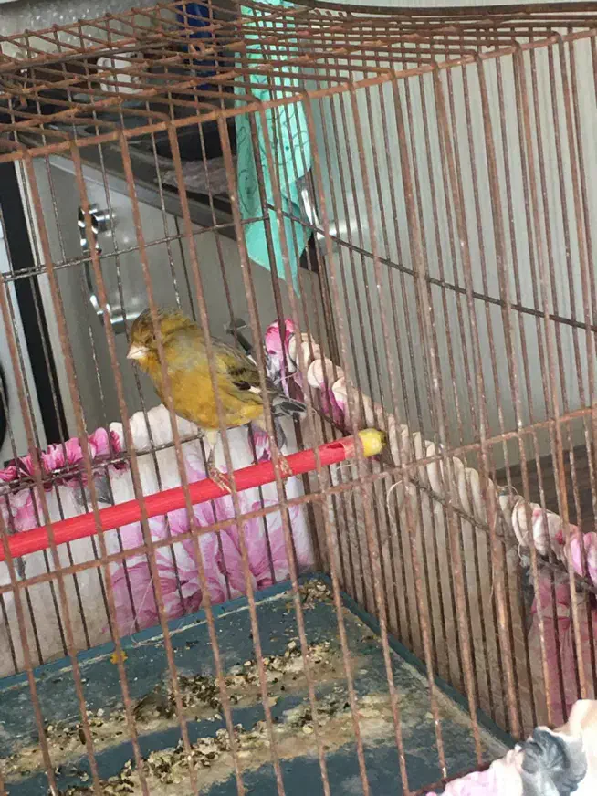 قناری نر بخون|پرنده|شاهین‌شهر, مسکن مهر|دیوار