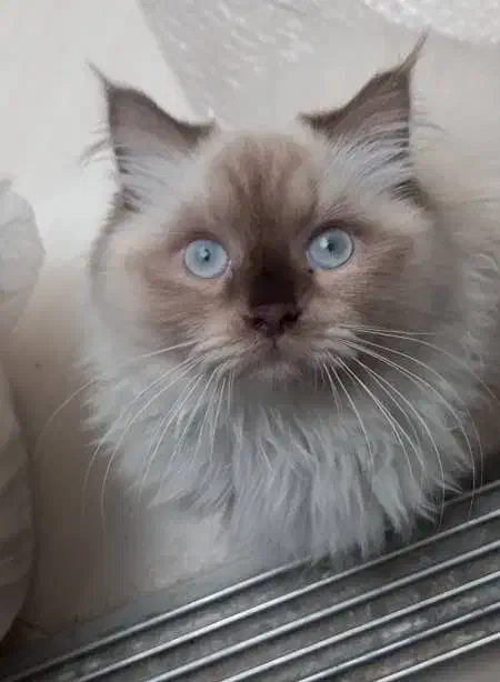 گربه هیمالین ۱ساله|گربه|تهران, افسریه شمالی|دیوار