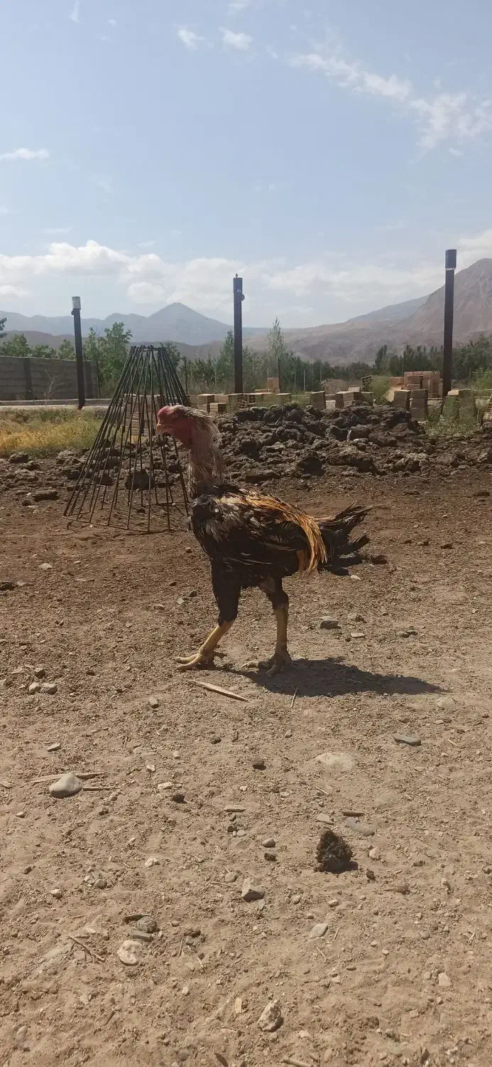 خروس لاری|حیوانات مزرعه|کشکسرای, |دیوار