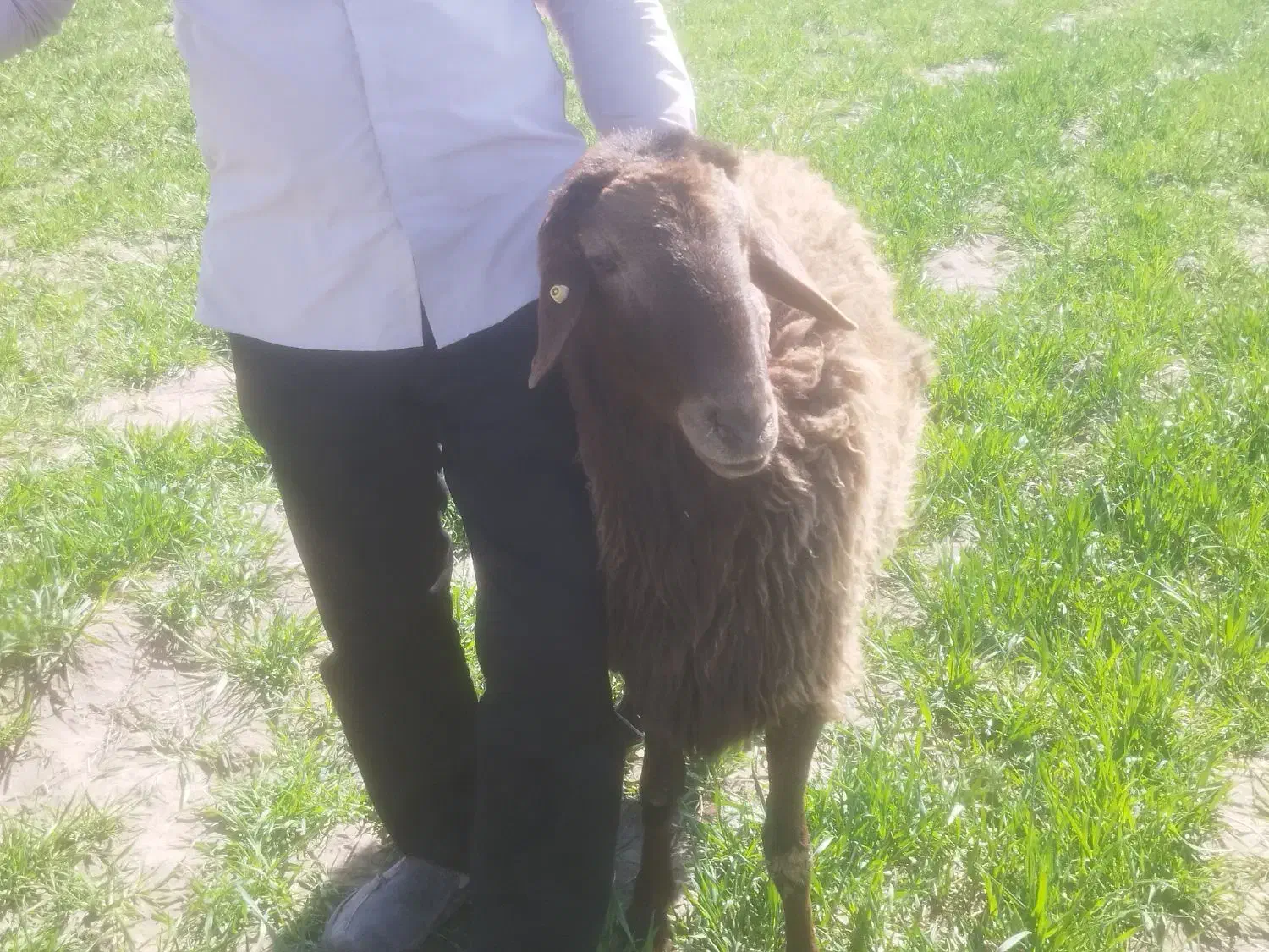 بره هترو|حیوانات مزرعه|نیشابور, فردوسی جنوبی|دیوار