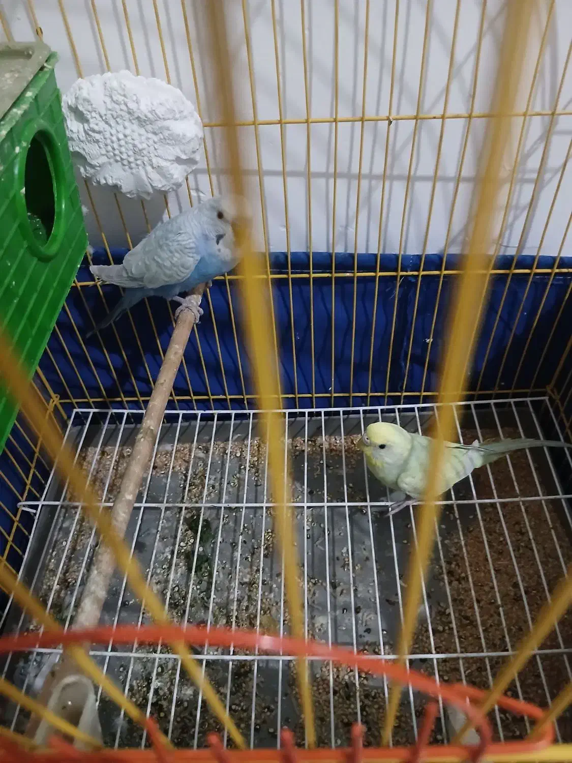 ۱ جفت مرغ عشق|پرنده|نقده, |دیوار