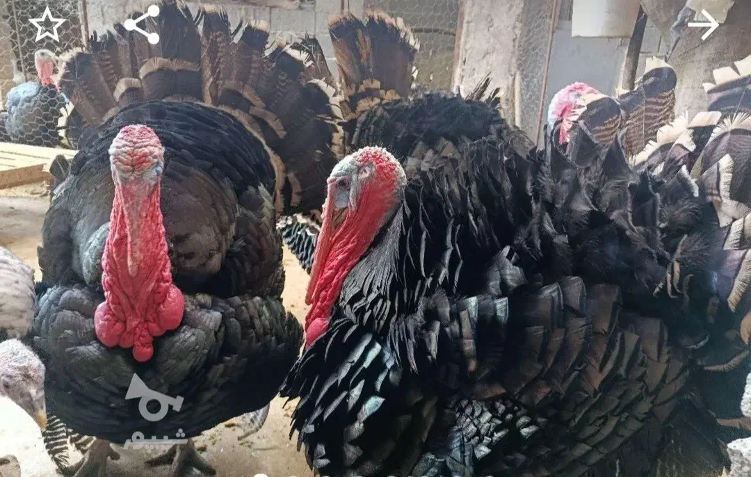 بوقلمون نر بوقلمون ماده|حیوانات مزرعه|قائم‌شهر, |دیوار