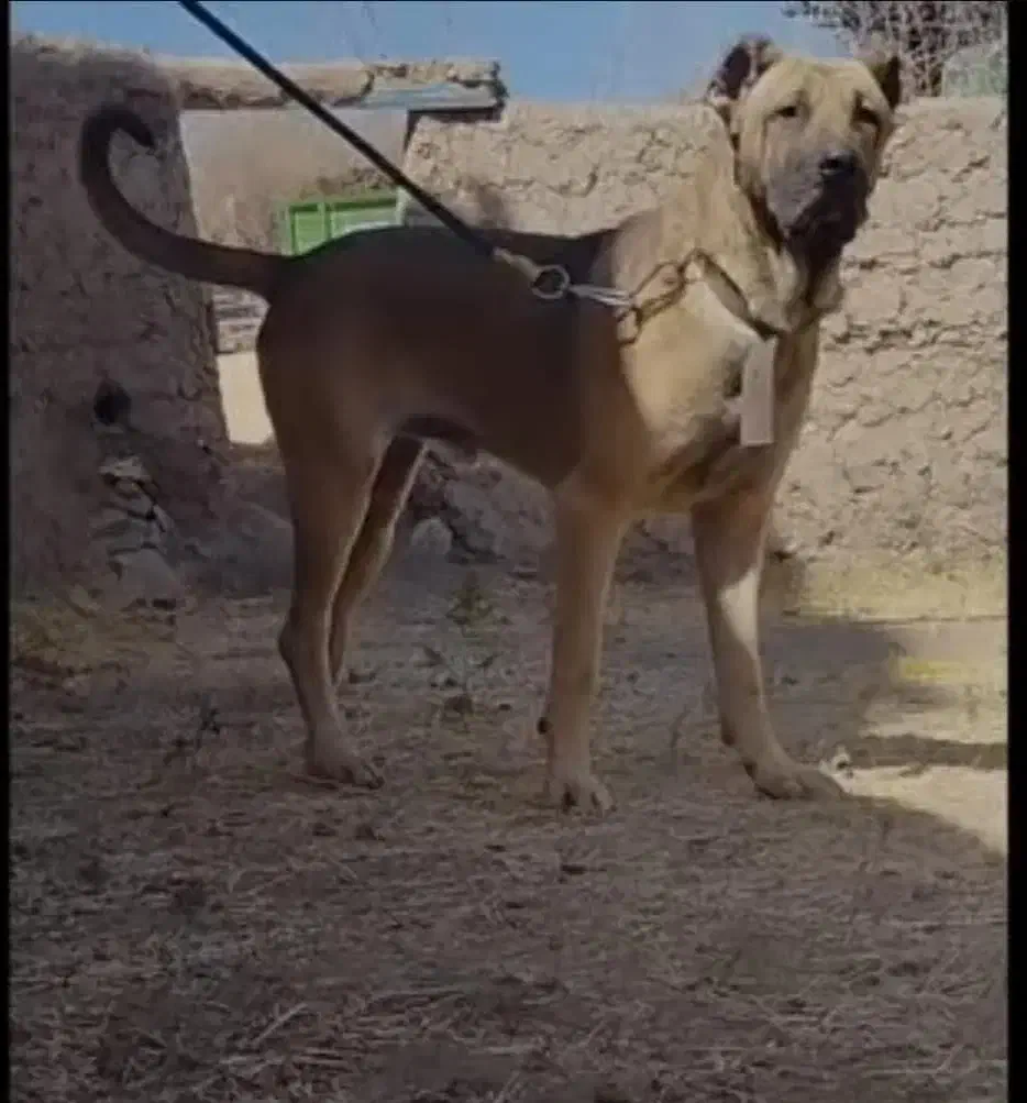 سرابی۱۲ماهه|سگ|هشترود, |دیوار