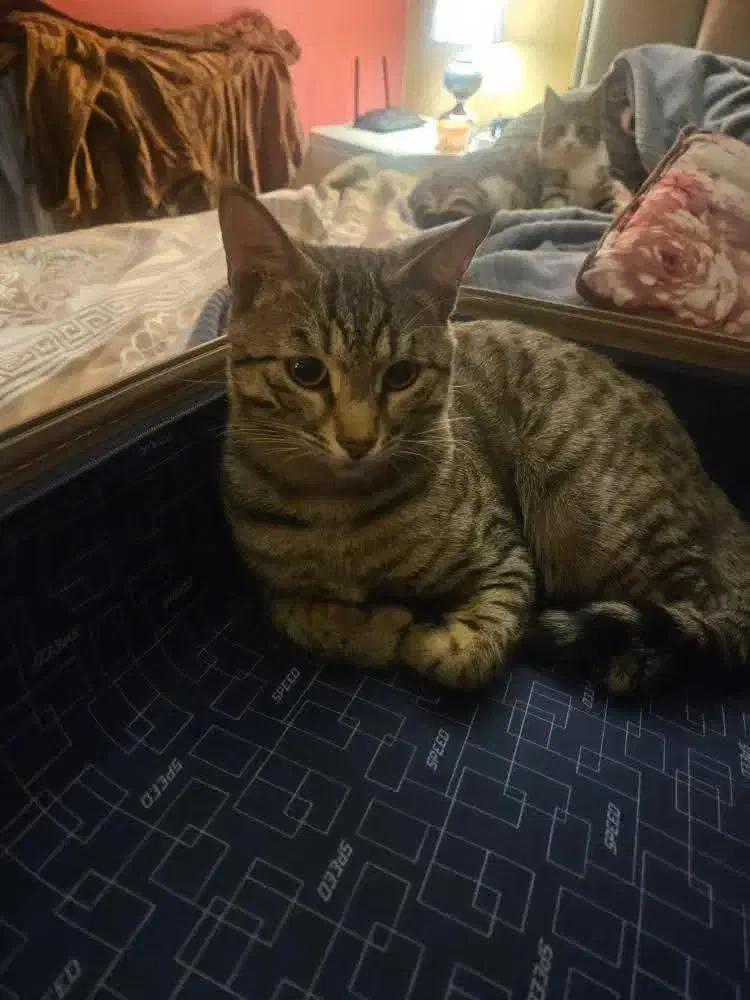 گربه گمشده|حیوانات|شیراز, پودنک|دیوار