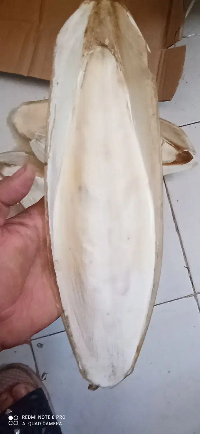 کف دریا|لوازم جانبی حیوانات|بندرعباس, |دیوار