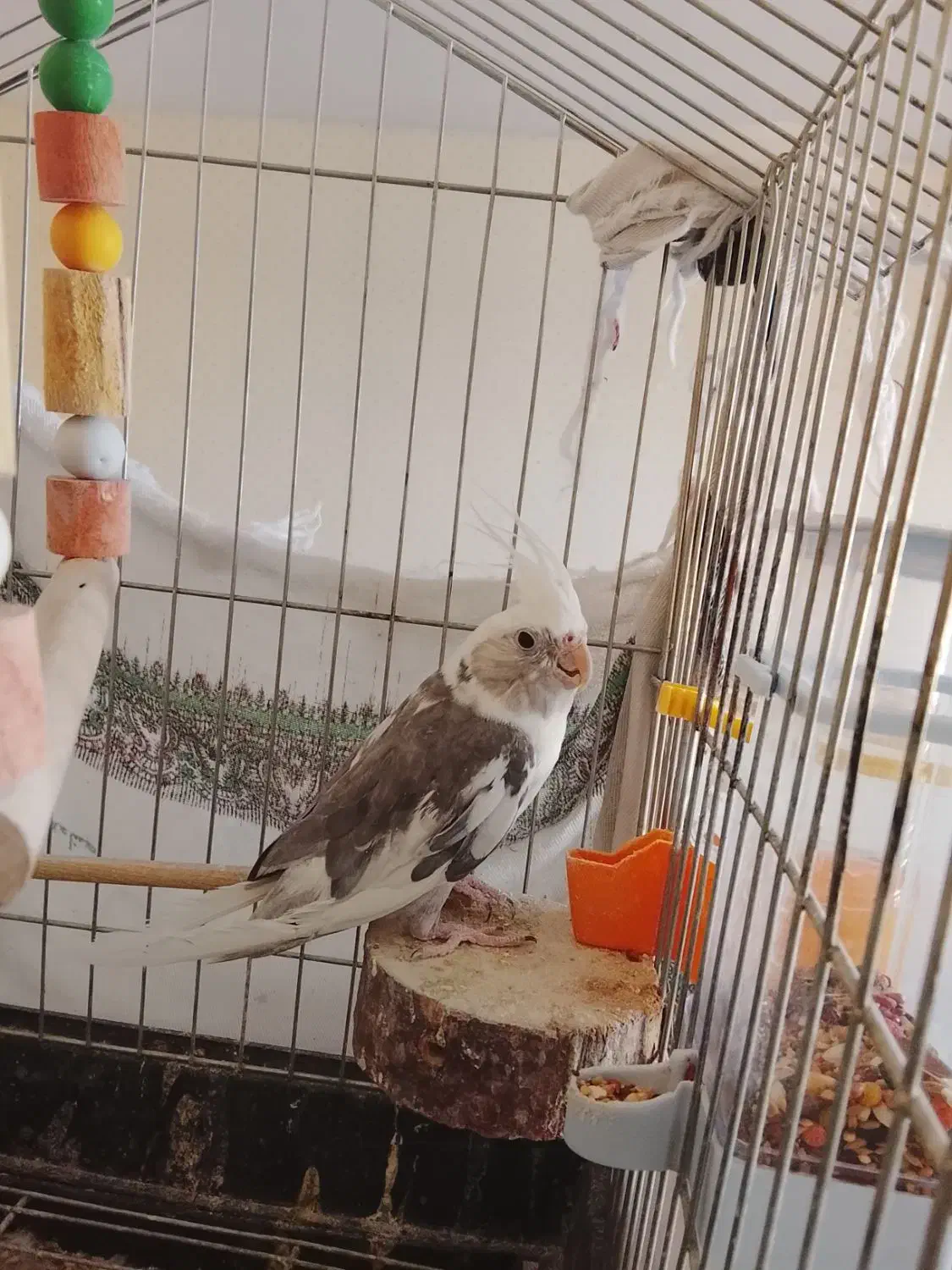 عروس هلندی|پرنده|محلات, |دیوار