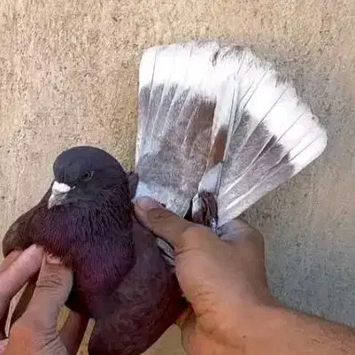 گروه کبوتر بازان|پرنده|فامنین, |دیوار