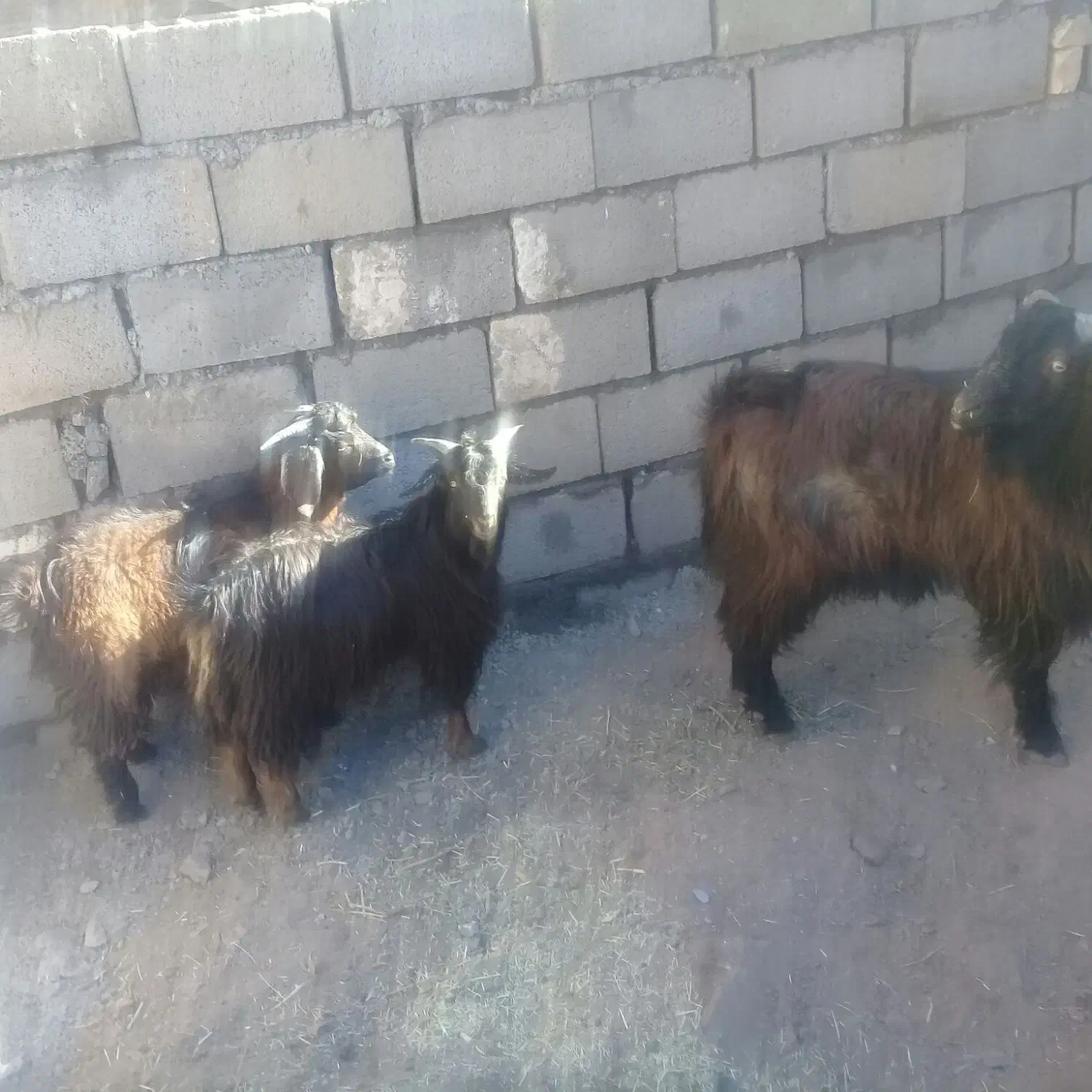 بزغاله نر و نربز|حیوانات مزرعه|فردوس (خراسان), |دیوار