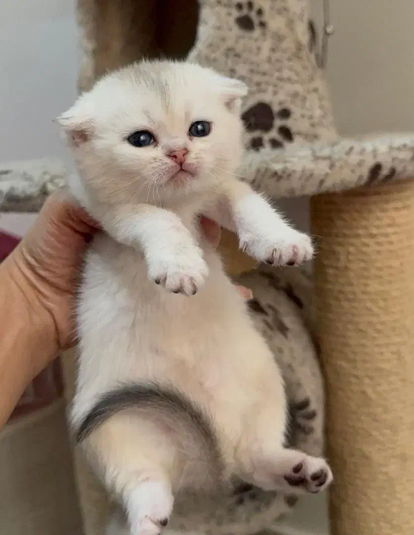 چین چیلا فولد|گربه|تهران, دکتر هوشیار|دیوار