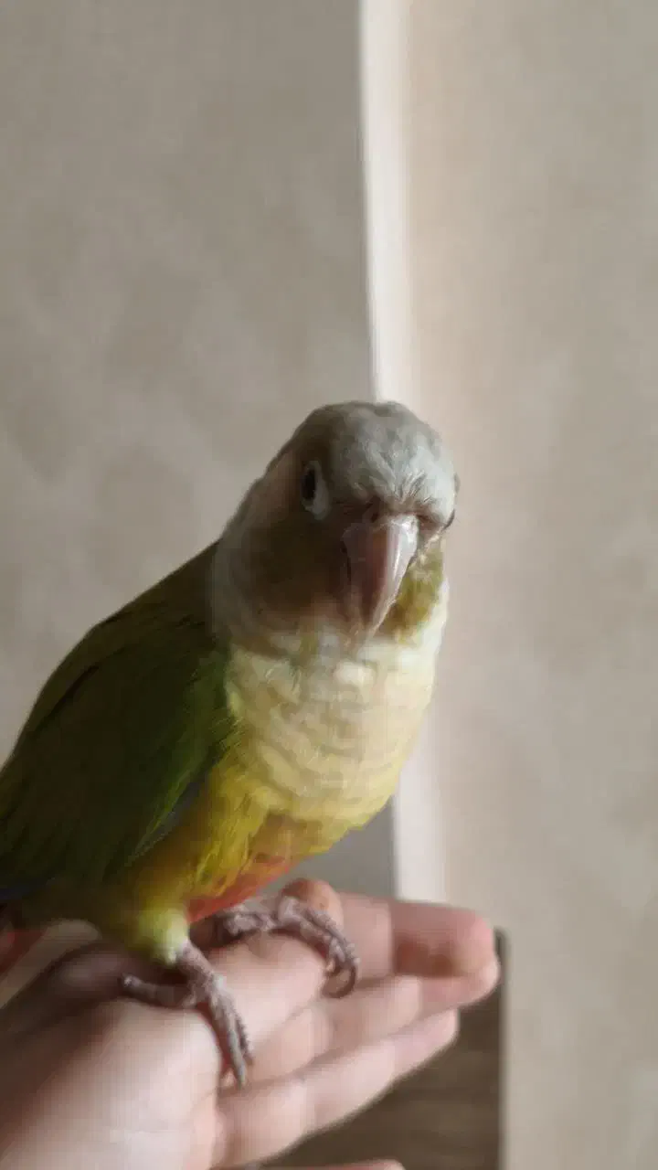 جفت پرنده گرینچیک|پرنده|مشهد, دانشجو|دیوار