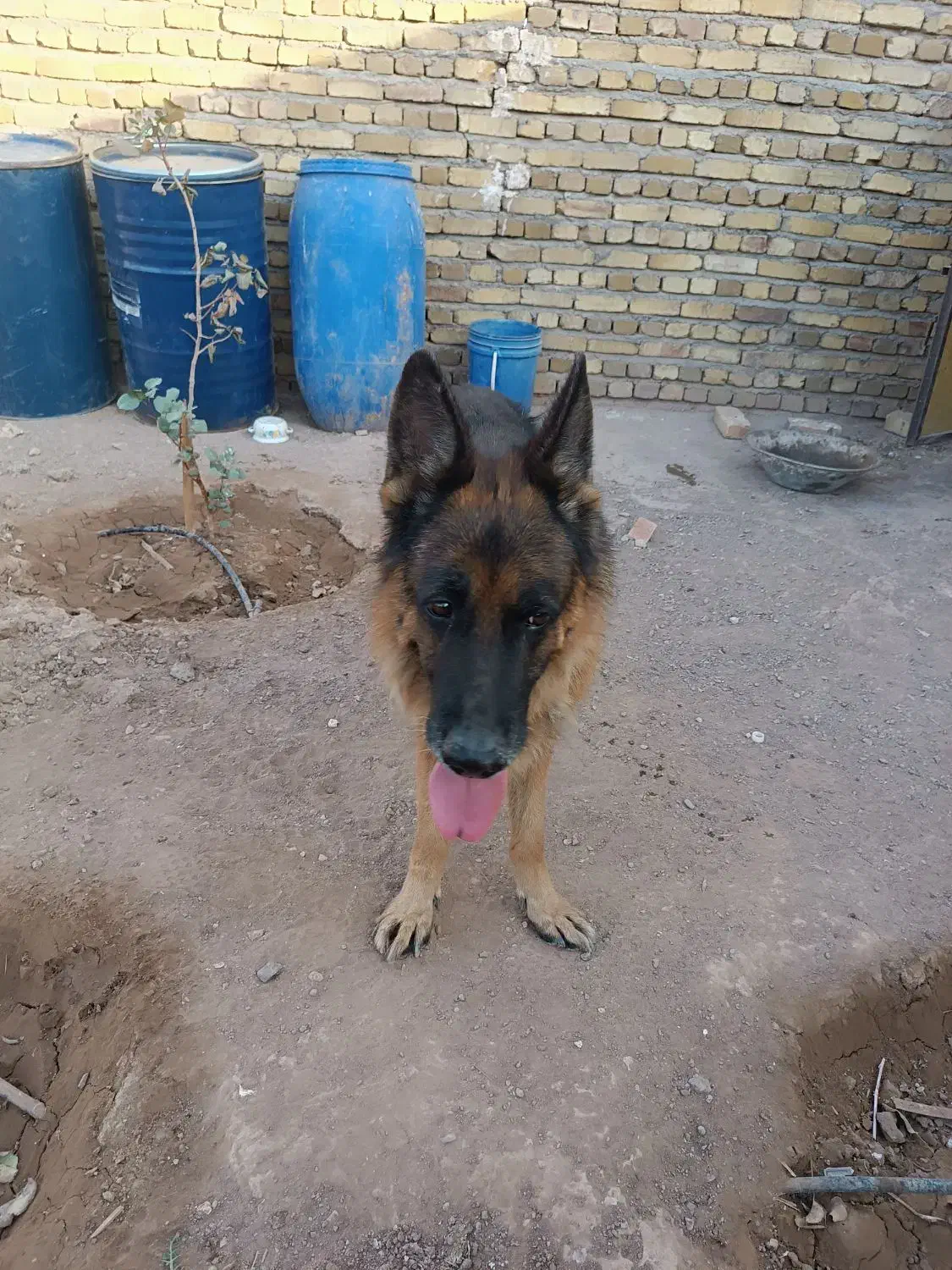 ژرمن شپرد|سگ|اشتهارد, |دیوار