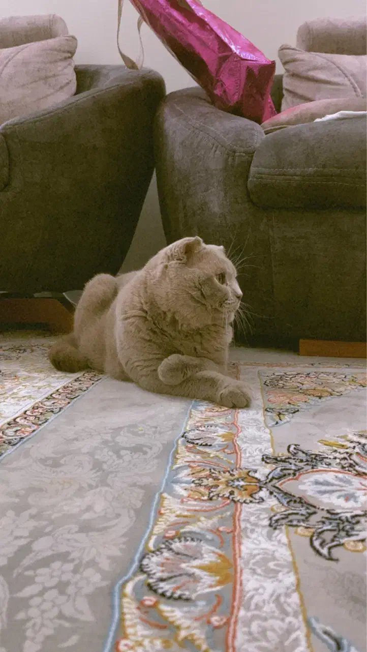 گربه اسکاتیش فولد آماده جفتگیری با سابقه درخشان|گربه|مشهد, شهید مطهری|دیوار