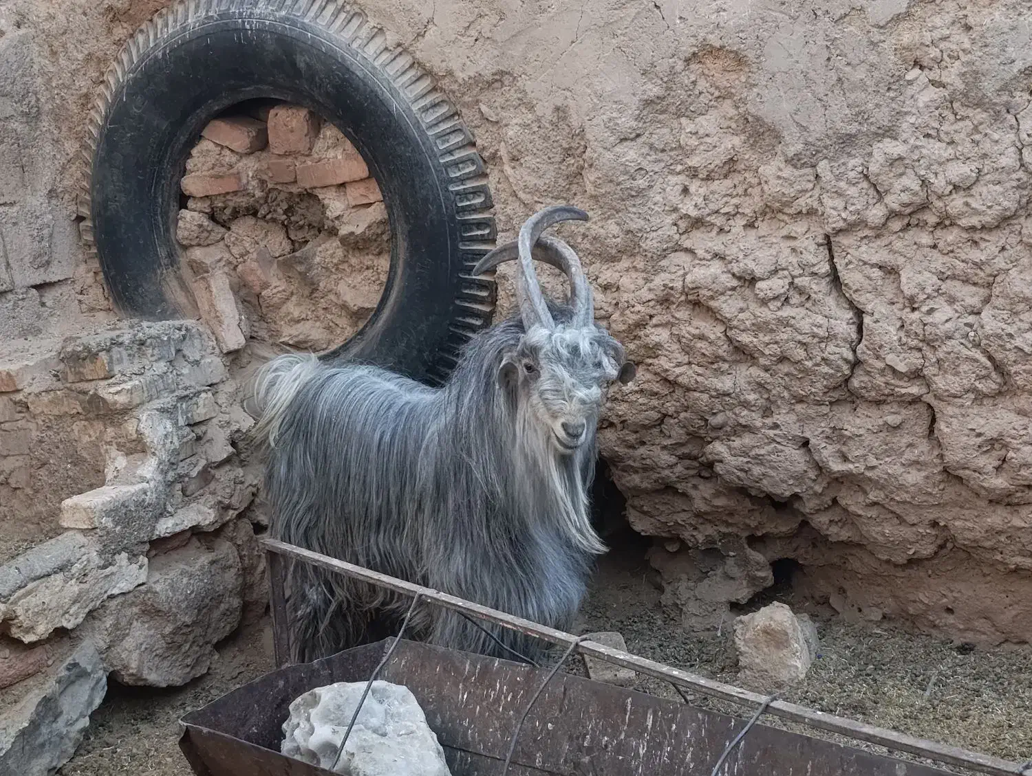 پازن ۲ساله خوشگل و خوش ذات|حیوانات مزرعه|ابرکوه, |دیوار