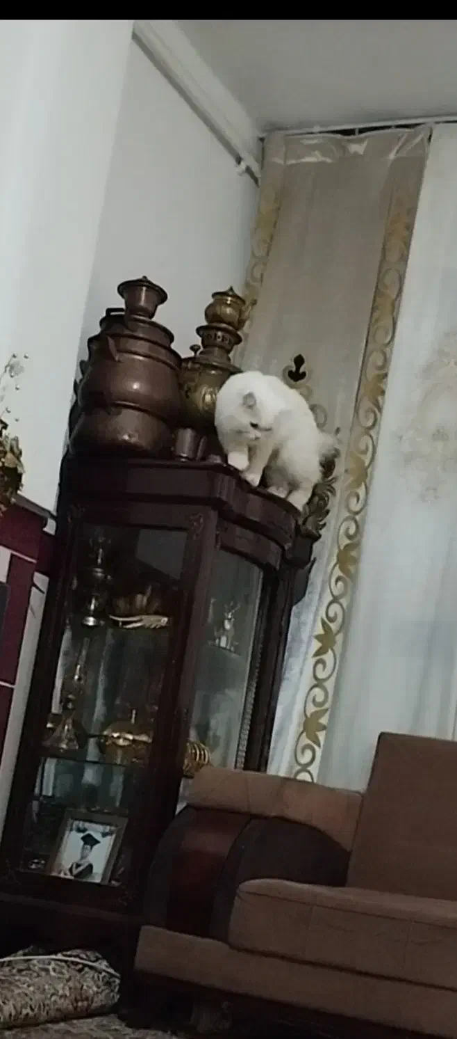 بوفه فروش فوری|بوفه، ویترین، کنسول|گرگان, |دیوار