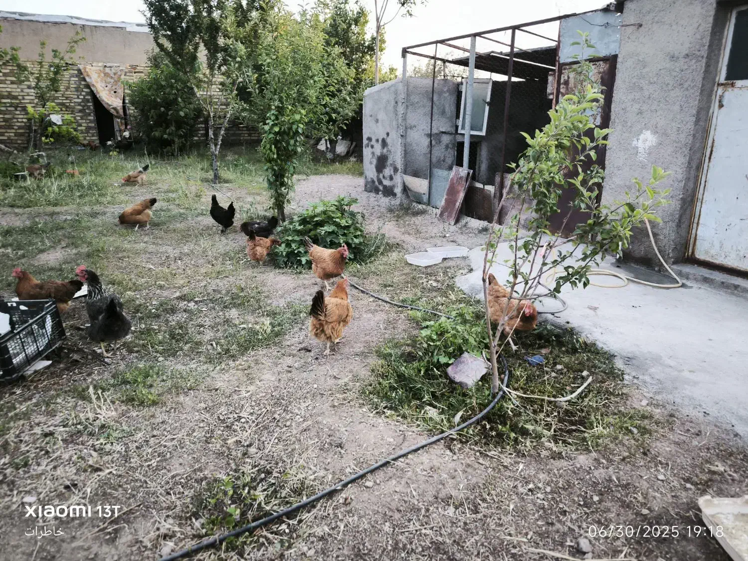 مرغ فریک جوان تخم گذار|حیوانات مزرعه|صائین قلعه, |دیوار