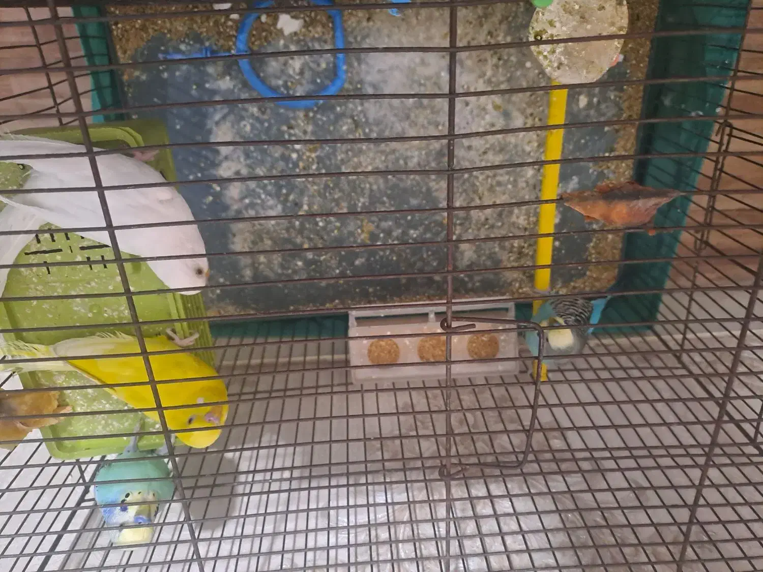 مرغ عشق زرد .سفید دو عدد آبی|پرنده|مسجد سلیمان, |دیوار