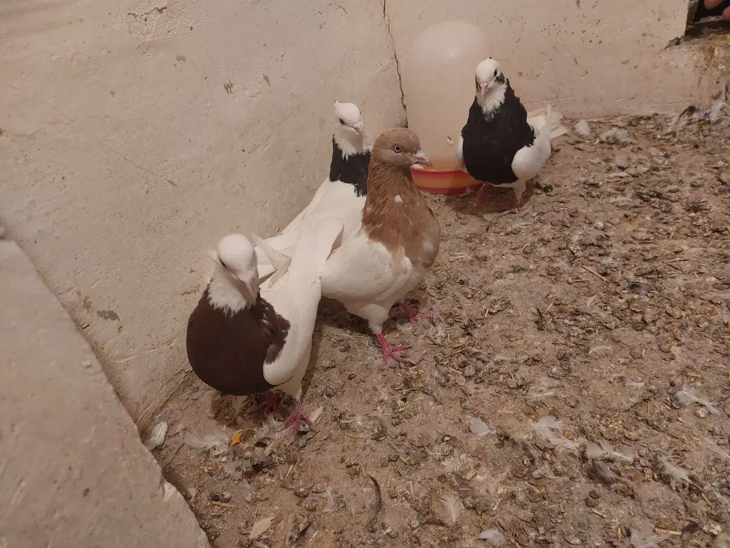 سلام کبوتر ها همش سالمند واکسن خورده|پرنده|ملکان, |دیوار