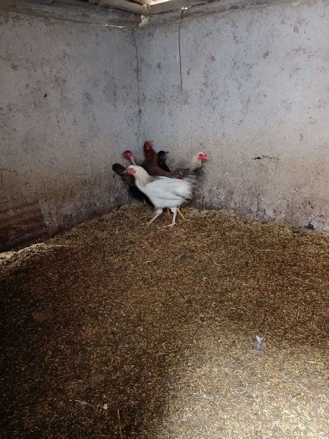 نیمچه|حیوانات مزرعه|شفت, |دیوار