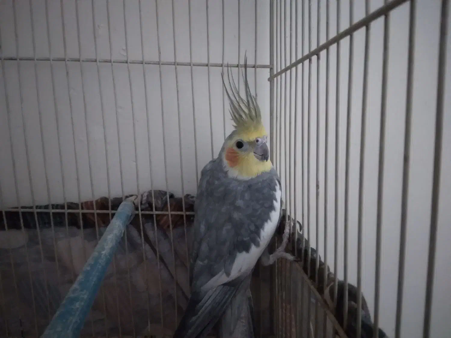 عروس هلندی نر|پرنده|مشهد, شهرک مهرگان|دیوار