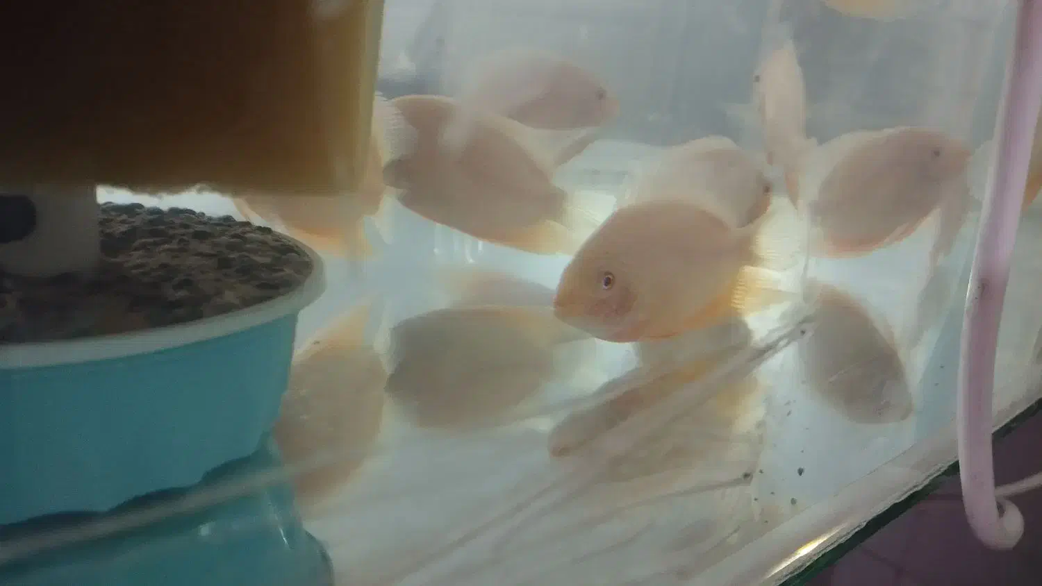 سورم|ماهی|زنجان, |دیوار