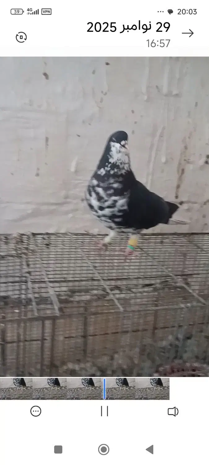 دوبال افشون دوبال سبز|پرنده|شوش, |دیوار