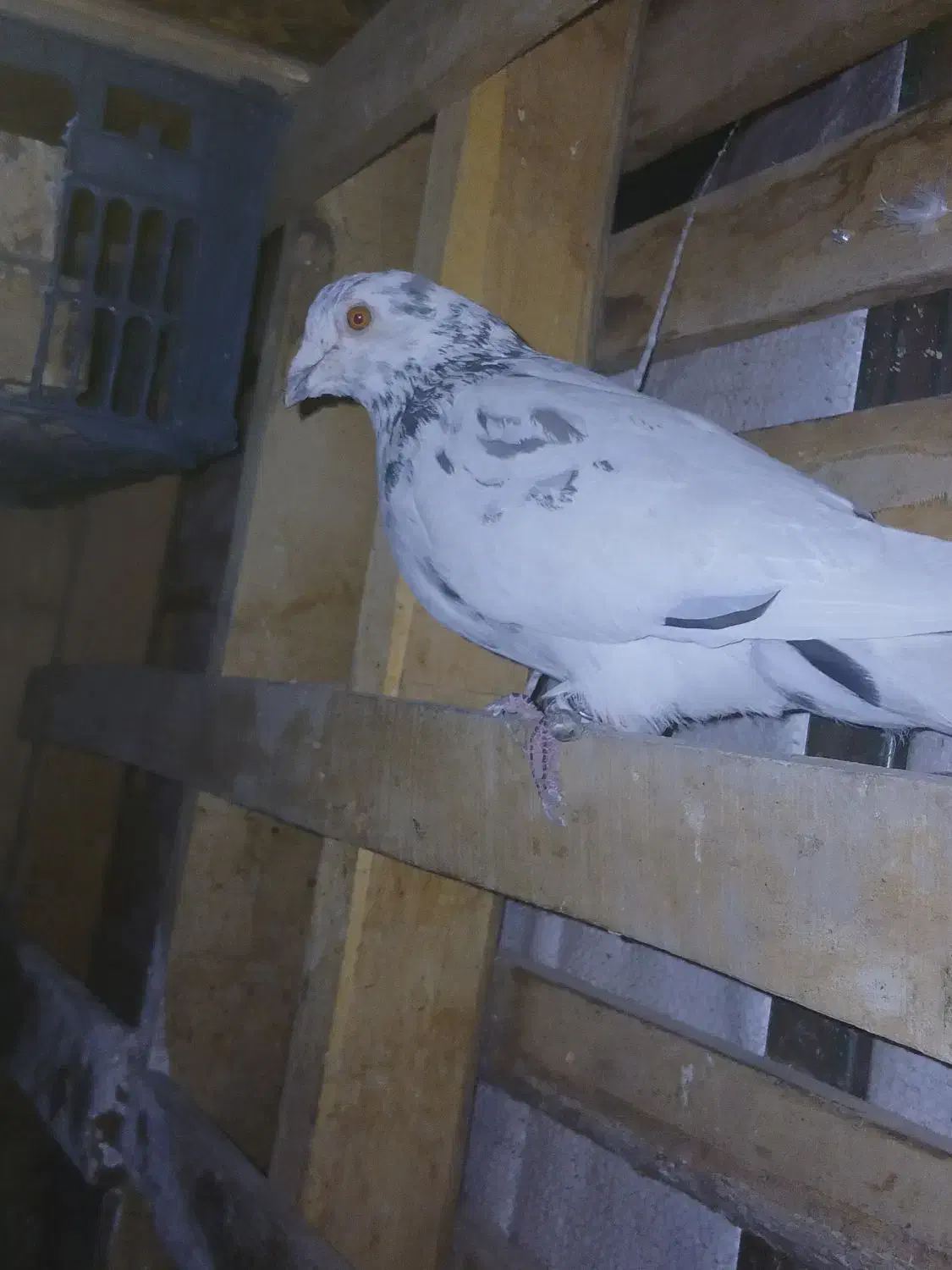 قزوینی پلاکی|حیوانات|اشتهارد, |دیوار